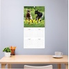 Blue Sky 2027 Monthly Wall Calendar, 12″x12″, Baby Animals