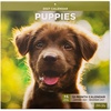 Blue Sky 2027 Monthly Wall Calendar, 12″x12″, Puppies(Puppies- 2027)